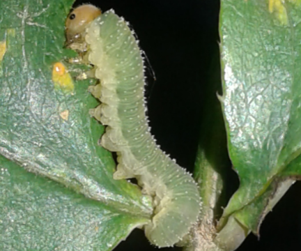 Tenthredinidae : larve di Allantus cinctus?